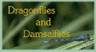 Dragonfly Gallery